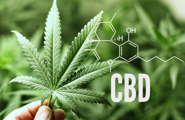 How long can CBD stay in vivo?